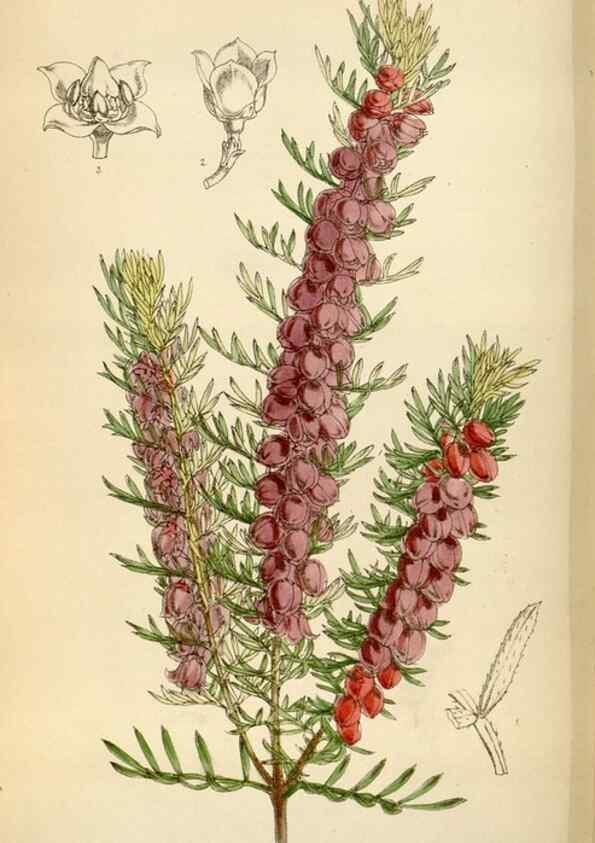 Reproducción/Reproduction 34587228293: Curtis's botanical magazine.. London ; New York [etc.] :Academic Press [etc.]