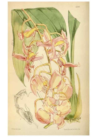 Reproducción/Reproduction 34554097854: Curtis's botanical magazine.. London ; New York [etc.] :Academic Press [etc.]