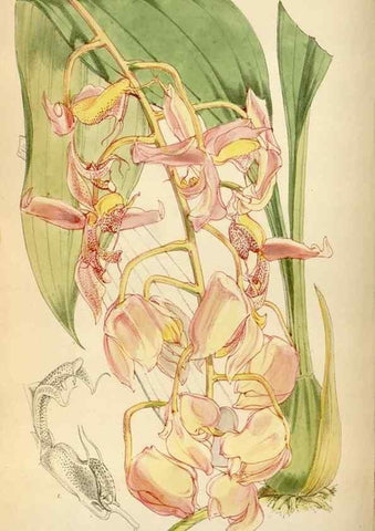 Reproducción/Reproduction 34554097854: Curtis's botanical magazine.. London ; New York [etc.] :Academic Press [etc.]