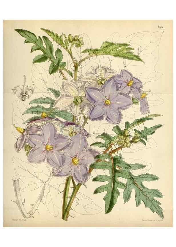 Reproducción/Reproduction 34587223613: Curtis's botanical magazine.. London ; New York [etc.] :Academic Press [etc.]