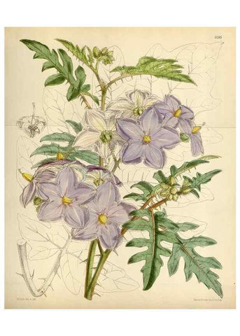 Reproducción/Reproduction 34587223613: Curtis's botanical magazine.. London ; New York [etc.] :Academic Press [etc.]