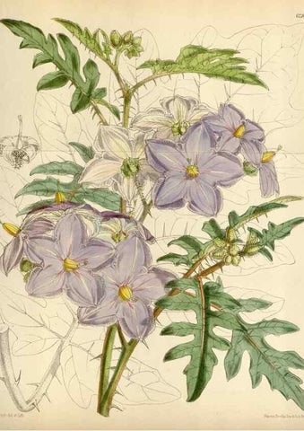 Reproducción/Reproduction 34587223613: Curtis's botanical magazine.. London ; New York [etc.] :Academic Press [etc.]