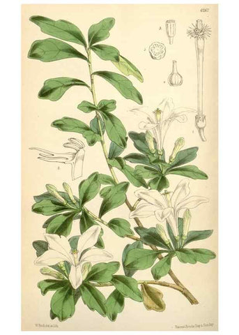 Reproducción/Reproduction 35396338265: Curtis's botanical magazine.. London ; New York [etc.] :Academic Press [etc.]