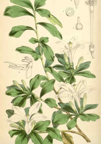 Reproducción/Reproduction 35396338265: Curtis's botanical magazine.. London ; New York [etc.] :Academic Press [etc.]