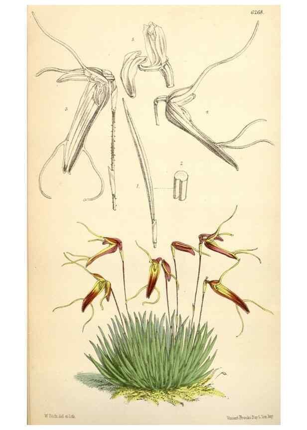 Reproducción/Reproduction 35396340515: Curtis's botanical magazine.. London ; New York [etc.] :Academic Press [etc.]