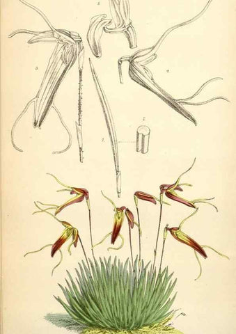 Reproducción/Reproduction 35396340515: Curtis's botanical magazine.. London ; New York [etc.] :Academic Press [etc.]