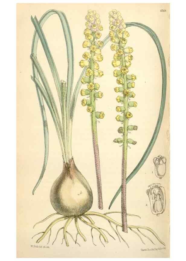 Reproducción/Reproduction 35396342985: Curtis's botanical magazine.. London ; New York [etc.] :Academic Press [etc.]