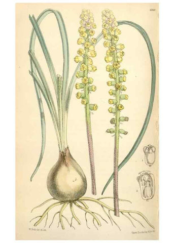 Reproducción/Reproduction 35396342985: Curtis's botanical magazine.. London ; New York [etc.] :Academic Press [etc.]