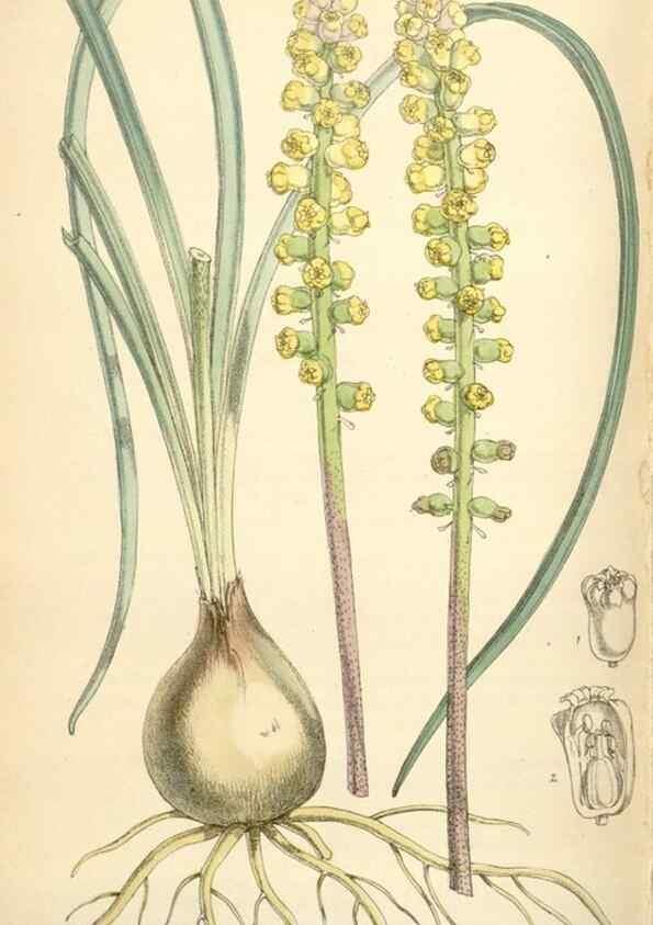Reproducción/Reproduction 35396342985: Curtis's botanical magazine.. London ; New York [etc.] :Academic Press [etc.]
