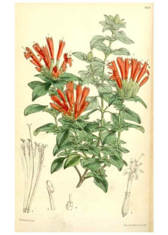 Reproducción/Reproduction 35396344975: Curtis's botanical magazine.. London ; New York [etc.] :Academic Press [etc.]
