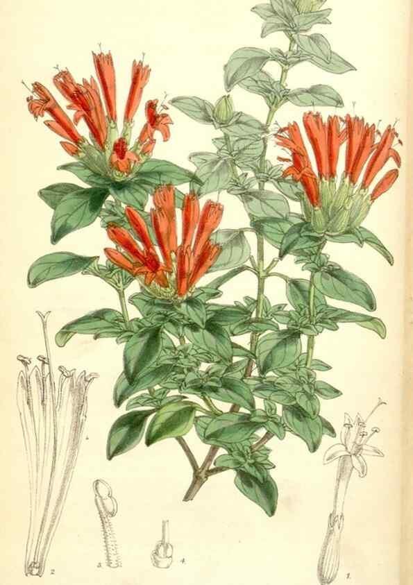 Reproducción/Reproduction 35396344975: Curtis's botanical magazine.. London ; New York [etc.] :Academic Press [etc.]
