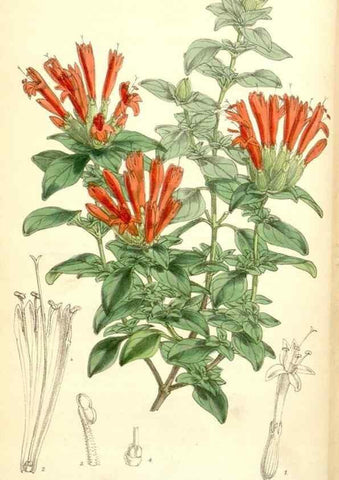Reproducción/Reproduction 35396344975: Curtis's botanical magazine.. London ; New York [etc.] :Academic Press [etc.]