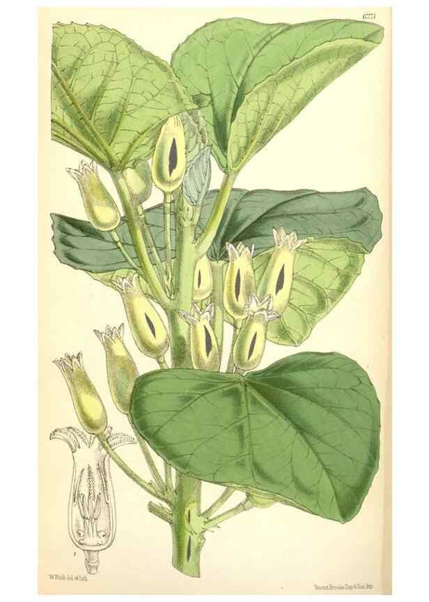 Reproducción/Reproduction 35396346395: Curtis's botanical magazine.. London ; New York [etc.] :Academic Press [etc.]