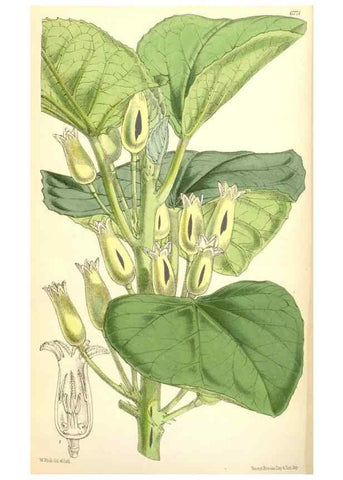 Reproducción/Reproduction 35396346395: Curtis's botanical magazine.. London ; New York [etc.] :Academic Press [etc.]