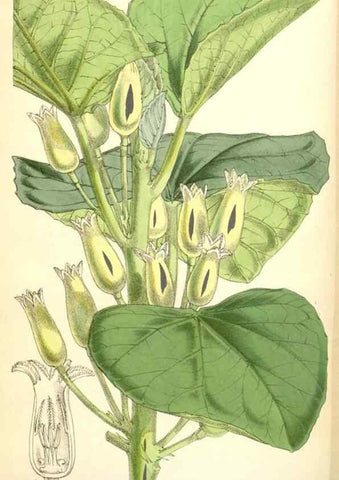 Reproducción/Reproduction 35396346395: Curtis's botanical magazine.. London ; New York [etc.] :Academic Press [etc.]