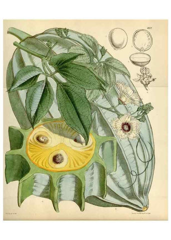 Reproducción/Reproduction 35009688360: Curtis's botanical magazine.. London ; New York [etc.] :Academic Press [etc.]