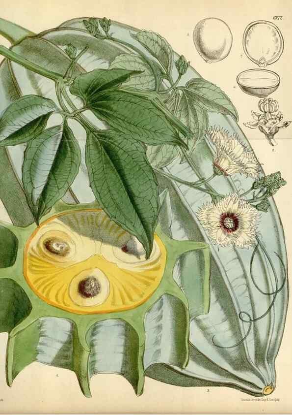 Reproducción/Reproduction 35009688360: Curtis's botanical magazine.. London ; New York [etc.] :Academic Press [etc.]