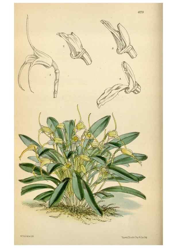 Reproducción/Reproduction 35009690470: Curtis's botanical magazine.. London ; New York [etc.] :Academic Press [etc.]