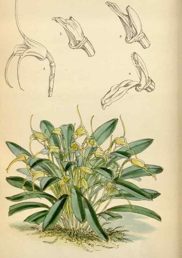 Reproducción/Reproduction 35009690470: Curtis's botanical magazine.. London ; New York [etc.] :Academic Press [etc.]