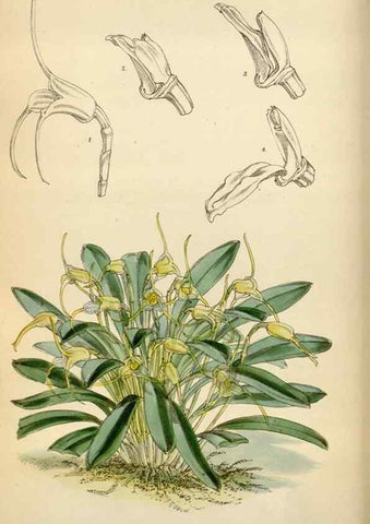 Reproducción/Reproduction 35009690470: Curtis's botanical magazine.. London ; New York [etc.] :Academic Press [etc.]