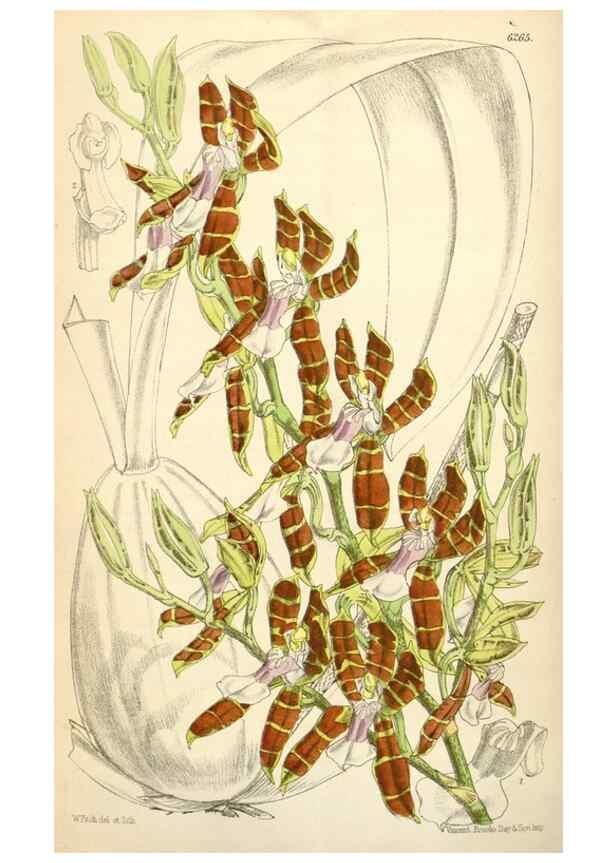 Reproducción/Reproduction 35009575860: Curtis's botanical magazine.. London ; New York [etc.] :Academic Press [etc.]
