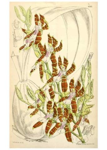 Reproducción/Reproduction 35009575860: Curtis's botanical magazine.. London ; New York [etc.] :Academic Press [etc.]