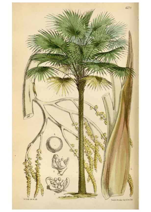 Reproducción/Reproduction 35009692970: Curtis's botanical magazine.. London ; New York [etc.] :Academic Press [etc.]