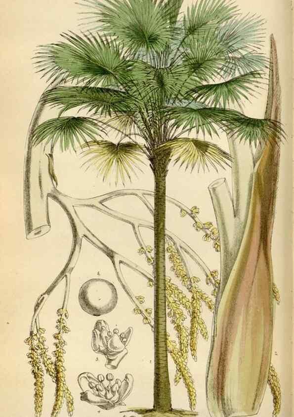 Reproducción/Reproduction 35009692970: Curtis's botanical magazine.. London ; New York [etc.] :Academic Press [etc.]