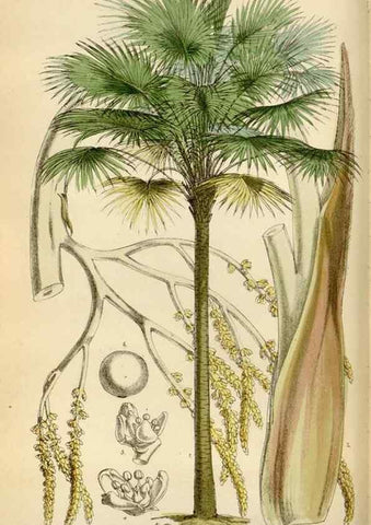 Reproducción/Reproduction 35009692970: Curtis's botanical magazine.. London ; New York [etc.] :Academic Press [etc.]