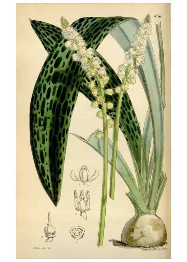 Reproducción/Reproduction 35009697690: Curtis's botanical magazine.. London ; New York [etc.] :Academic Press [etc.]