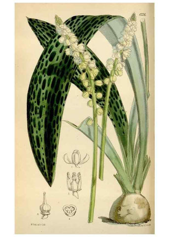 Reproducción/Reproduction 35009697690: Curtis's botanical magazine.. London ; New York [etc.] :Academic Press [etc.]