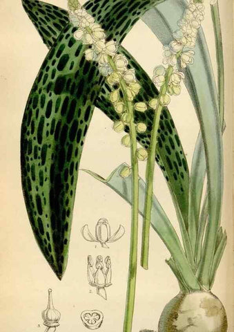 Reproducción/Reproduction 35009697690: Curtis's botanical magazine.. London ; New York [etc.] :Academic Press [etc.]