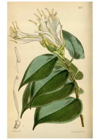 Reproducción/Reproduction 35009700430: Curtis's botanical magazine.. London ; New York [etc.] :Academic Press [etc.]