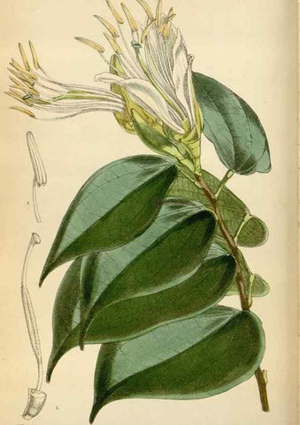 Reproducción/Reproduction 35009700430: Curtis's botanical magazine.. London ; New York [etc.] :Academic Press [etc.]