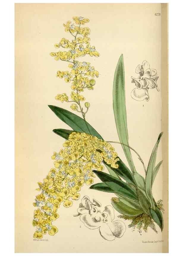 Reproducción/Reproduction 35009702770: Curtis's botanical magazine.. London ; New York [etc.] :Academic Press [etc.]