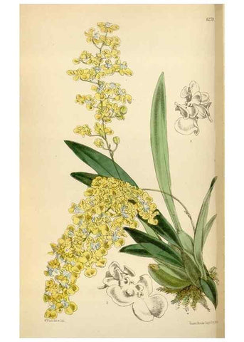Reproducción/Reproduction 35009702770: Curtis's botanical magazine.. London ; New York [etc.] :Academic Press [etc.]