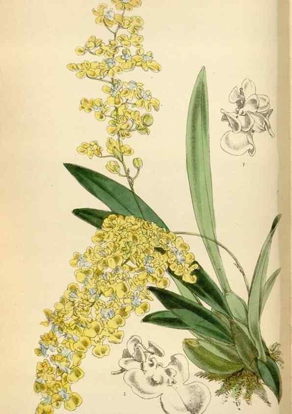 Reproducción/Reproduction 35009702770: Curtis's botanical magazine.. London ; New York [etc.] :Academic Press [etc.]