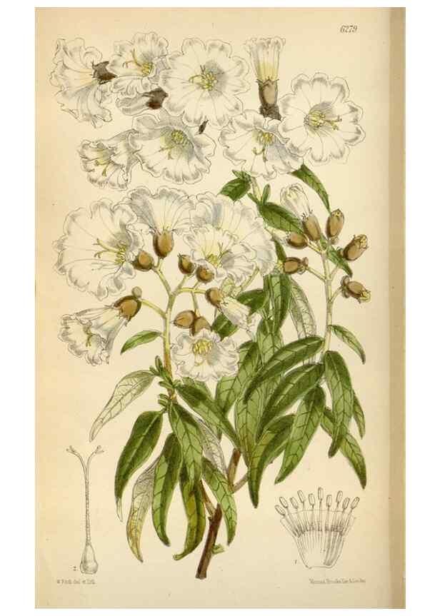 Reproducción/Reproduction 34554083574: Curtis's botanical magazine.. London ; New York [etc.] :Academic Press [etc.]