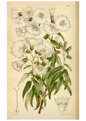 Reproducción/Reproduction 34554083574: Curtis's botanical magazine.. London ; New York [etc.] :Academic Press [etc.]