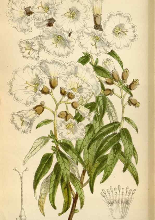 Reproducción/Reproduction 34554083574: Curtis's botanical magazine.. London ; New York [etc.] :Academic Press [etc.]