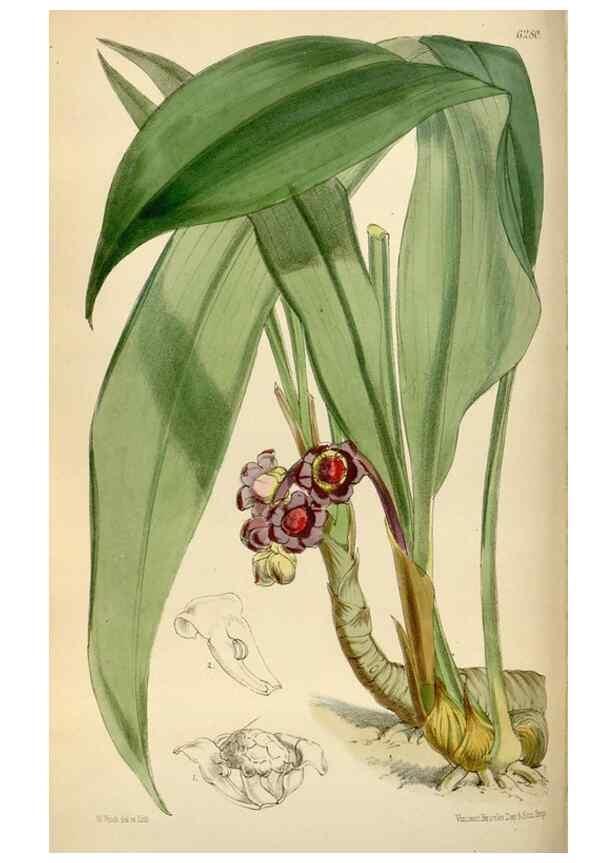 Reproducción/Reproduction 34554086464: Curtis's botanical magazine.. London ; New York [etc.] :Academic Press [etc.]