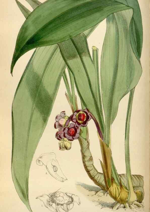 Reproducción/Reproduction 34554086464: Curtis's botanical magazine.. London ; New York [etc.] :Academic Press [etc.]