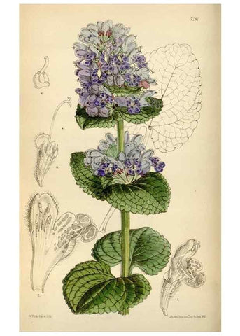 Reproducción/Reproduction 34587219083: Curtis's botanical magazine.. London ; New York [etc.] :Academic Press [etc.]