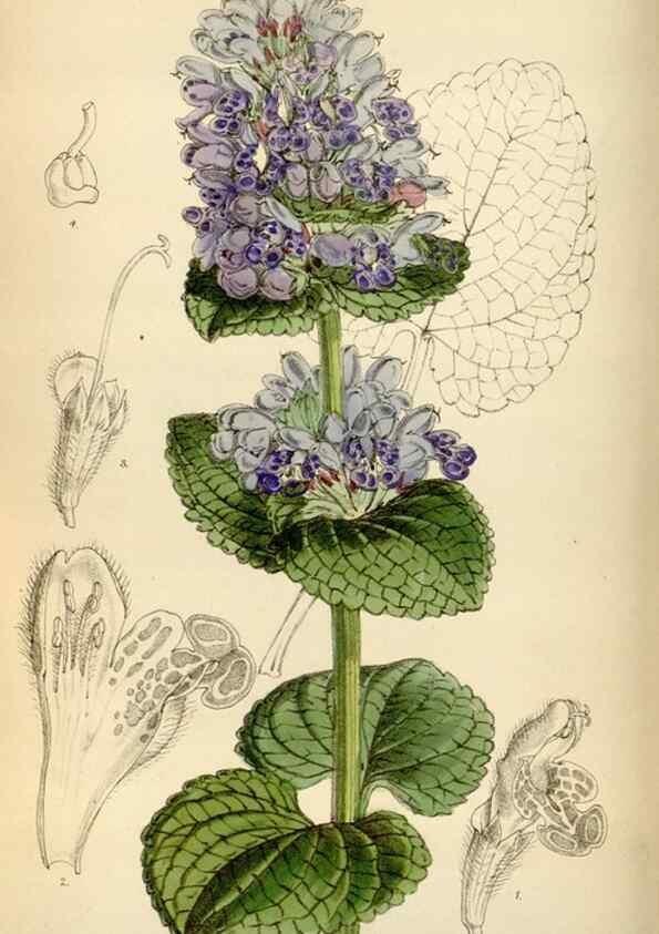 Reproducción/Reproduction 34587219083: Curtis's botanical magazine.. London ; New York [etc.] :Academic Press [etc.]