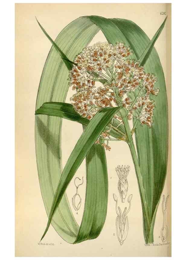 Reproducción/Reproduction 34587221543: Curtis's botanical magazine.. London ; New York [etc.] :Academic Press [etc.]