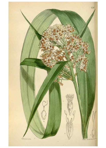 Reproducción/Reproduction 34587221543: Curtis's botanical magazine.. London ; New York [etc.] :Academic Press [etc.]