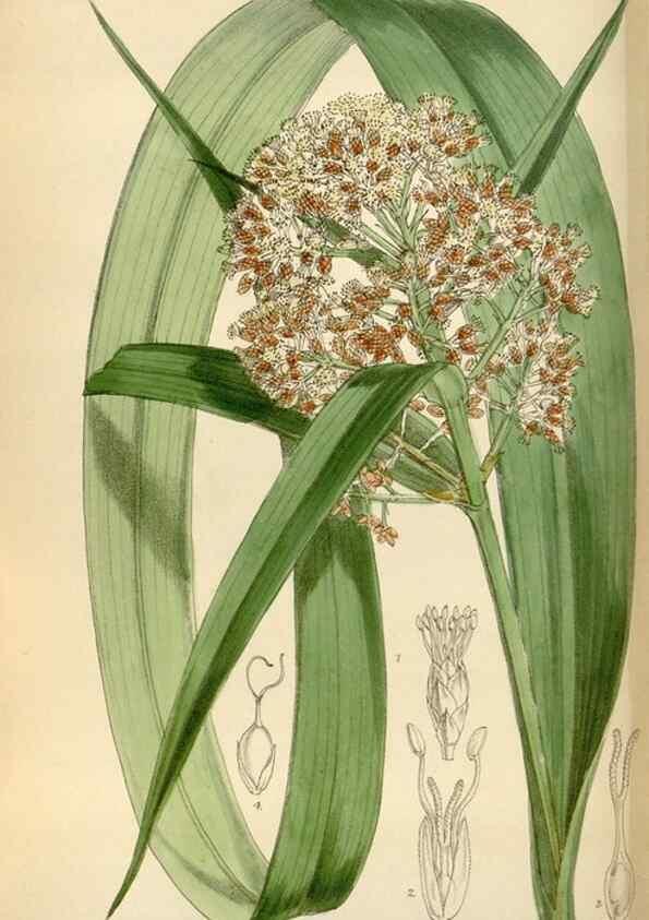 Reproducción/Reproduction 34587221543: Curtis's botanical magazine.. London ; New York [etc.] :Academic Press [etc.]