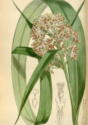 Reproducción/Reproduction 34587221543: Curtis's botanical magazine.. London ; New York [etc.] :Academic Press [etc.]