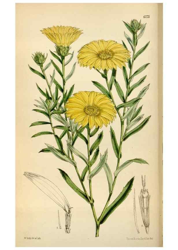 Reproducción/Reproduction 35009695020: Curtis's botanical magazine.. London ; New York [etc.] :Academic Press [etc.]