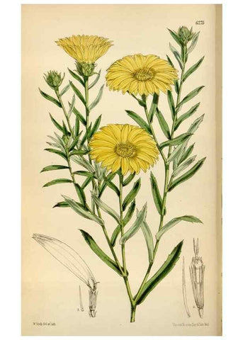 Reproducción/Reproduction 35009695020: Curtis's botanical magazine.. London ; New York [etc.] :Academic Press [etc.]